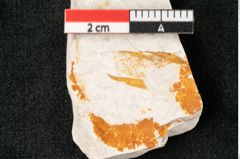 Foto (Detailansicht) von Plantae indet.  (NHMW-GEO-2024-0188-10388)